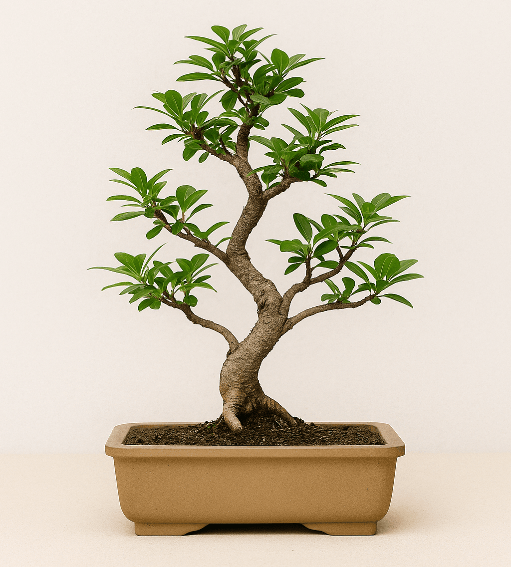 Bonsáis para principiantes