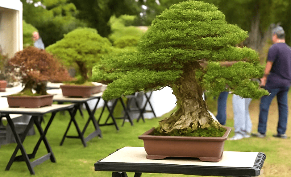 Ferias y exposiciones de bonsáis