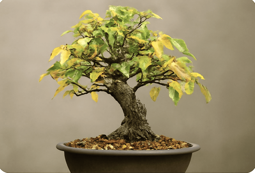Bonsái enfermo con hojas caídas y amarillas