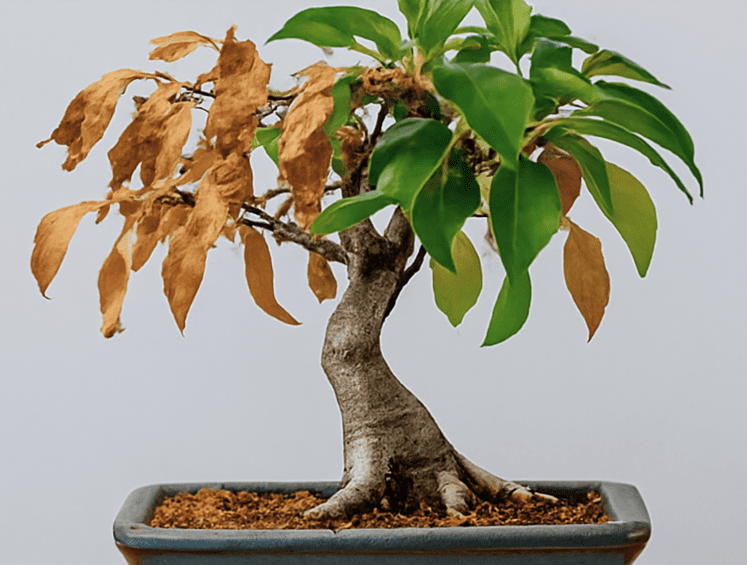 Bonsái con hojas secas o marchitas
